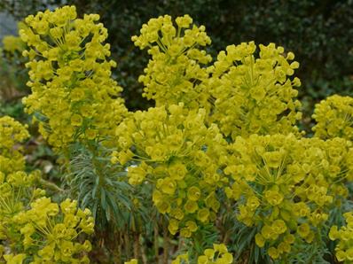 EUPHORBIA CHARACIAS SSP WULFENII