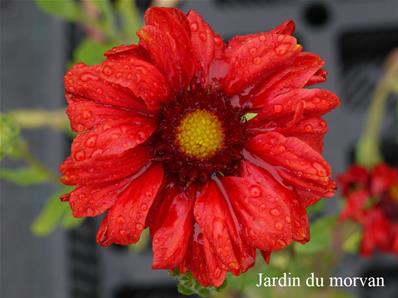 GAILLARDIA ARISTATA 'BURGUNDER'