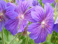 GERANIUM X MAGNIFICUM 'ANEMONIFLORUM'