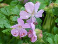 GERANIUM DALMATICUM 