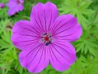 GERANIUM 'TINY MONSTER'