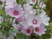 LAVATERA 'BARNSLEY'