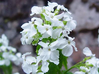 LUNARIA ANNUA 'ALBA'