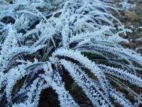 OPHIOPOGON PLANISCAPUS 'NIGRESCENS'