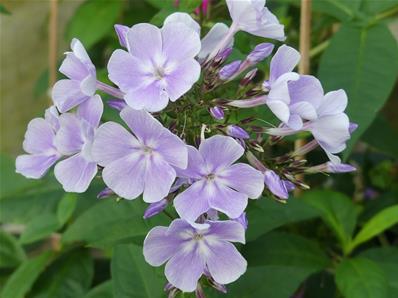 PHLOX PANICULATA 'FRANZ SCHUBERT'