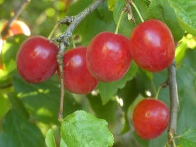 ARBRES FRUITIERS