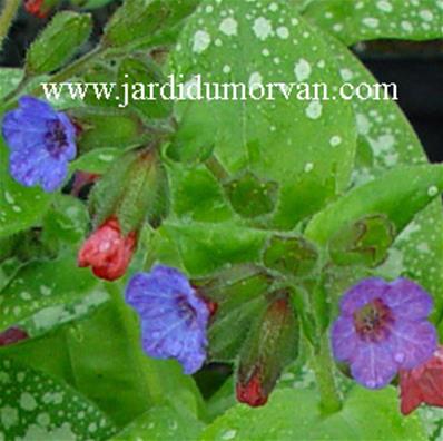 PULMONARIA SACCHARATA 'MRS MOON'