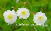 RANUNCULUS ACONITIFOLIUS 'FLORE PLENO'