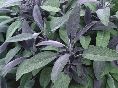 SALVIA OFFICINALIS 'PURPURASCENS'