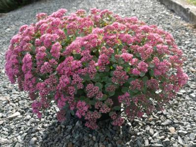 SEDUM CAUTICOLUM ROBUSTUM'