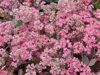 SEDUM 'DAZZELBERRY'