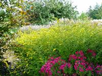 SOLIDAGO RUGOSA