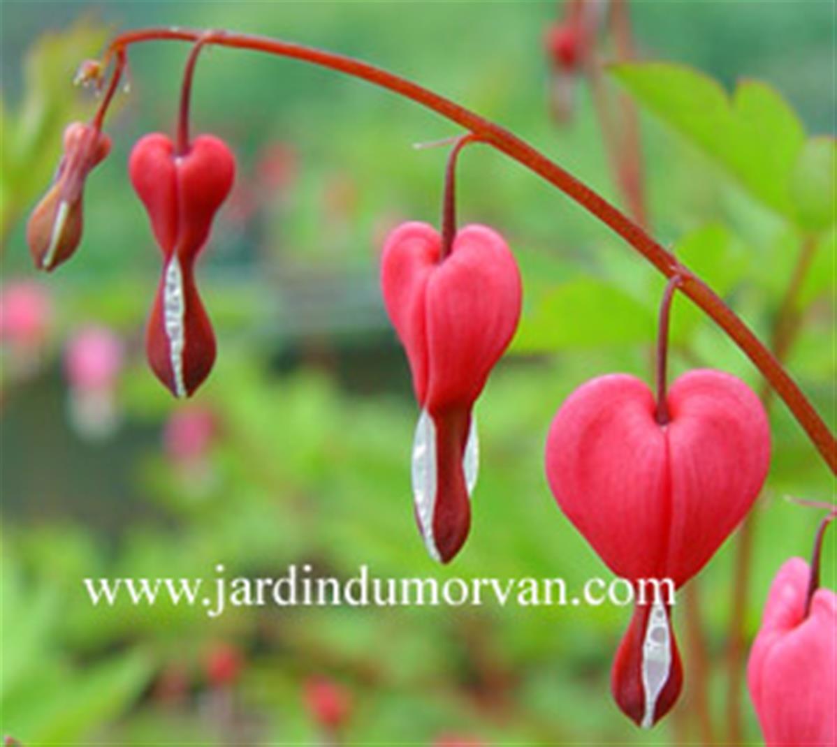 DICENTRA SPECTABILIS une plante vivace du Jardin du Morvan, la