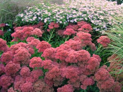 SEDUM 'AUTUMN FIRE'
