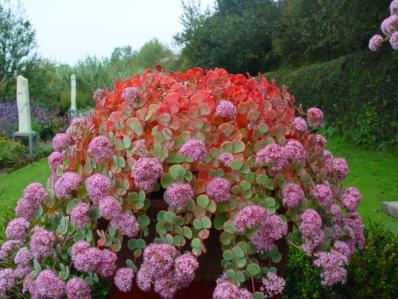 SEDUM SIEBOLDII