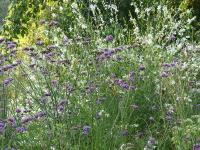 VERBENA BONARIENSIS