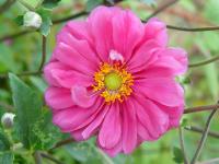ANEMONE x HYBRIDA 'MARGARETE'