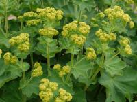 ALCHEMILLA MOLLIS 'ROBUSTA'