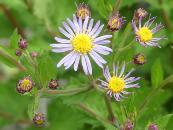 ASTER AGERATOIDES 'ASRAN'