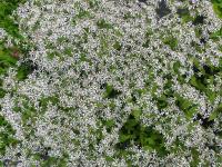 ASTER DIVARICATUS 'BETH CHATTO'
