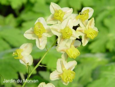 EPIMEDIUM VERSICOLOR 'SULPHUREUM'