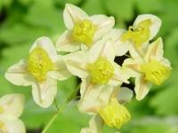 EPIMEDIUM VERSICOLOR 'SULPHUREUM'