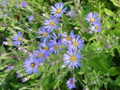 ASTER x HERVEYI (MACROPHYLLUS) 'TWILIGHT'