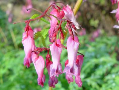 DICENTRA EXIMIA