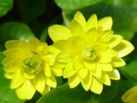 RANUNCULUS FICARIA 'FLORE PLENO'