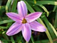 IPHEION UNIFLORUM 'CHARLOTTE BISHOP'