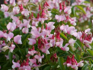 LATHYRUS VERNUS ROSEUS