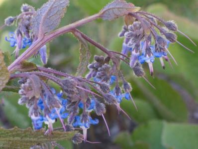 TRACHYSTEMON ORIENTALIS