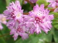 POLYGONUM RUNCIFORME (= PERSICARIA RUNCINATA)