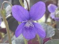 VIOLA LABRADORICA