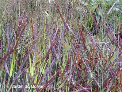 PANICUM VIRGATUM SHENANDOAH