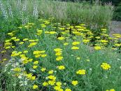 ACHILLEA 'CORONATION GOLD'