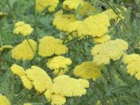 ACHILLEA TAYGETEA 