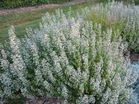 CALAMINTHA NEPETA ssp GLANDULOSA