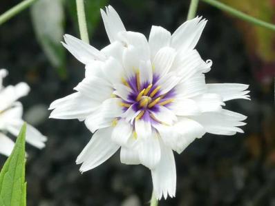 CATANANCHE CAERULEA ‘ALBA’ 