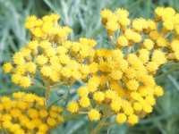 HELICHRYSUM ITALICUM