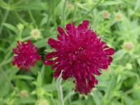 KNAUTIA MACEDONICA