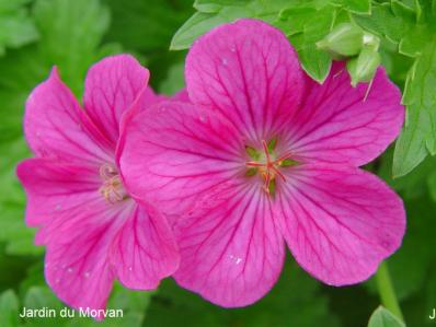 GERANIUM RIVERSLEAIANUM 'RUSSELL PRITCHARD'