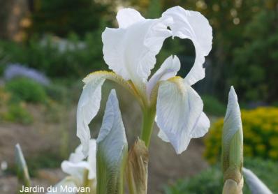 IRIS FLORENTINA