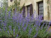 NEPETA 'WALKER'S LOW'