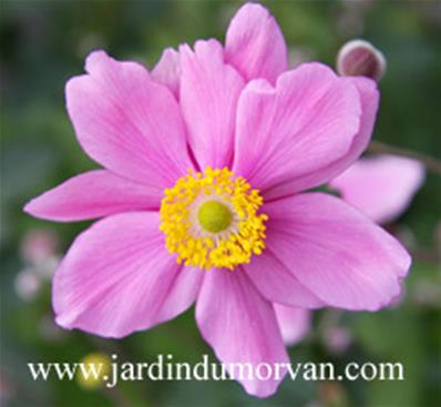 ANEMONE x HYBRIDA 'SERENADE'
