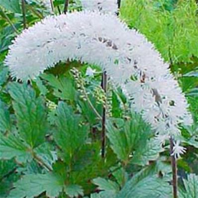 CIMICIFUGA SIMPLEX 'WHITE PEARL'