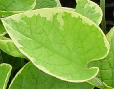 BRUNNERA MACROPHYLLA HADSPEN CREAM'