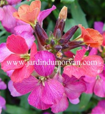 ERYSIMUM CHEIRI 'CONSTANT CHEER'