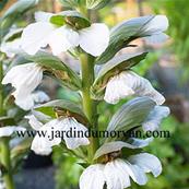 ACANTHUS MOLLIS RUE LEDAN'