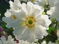 ANEMONE 'COUPE D'ARGENT'